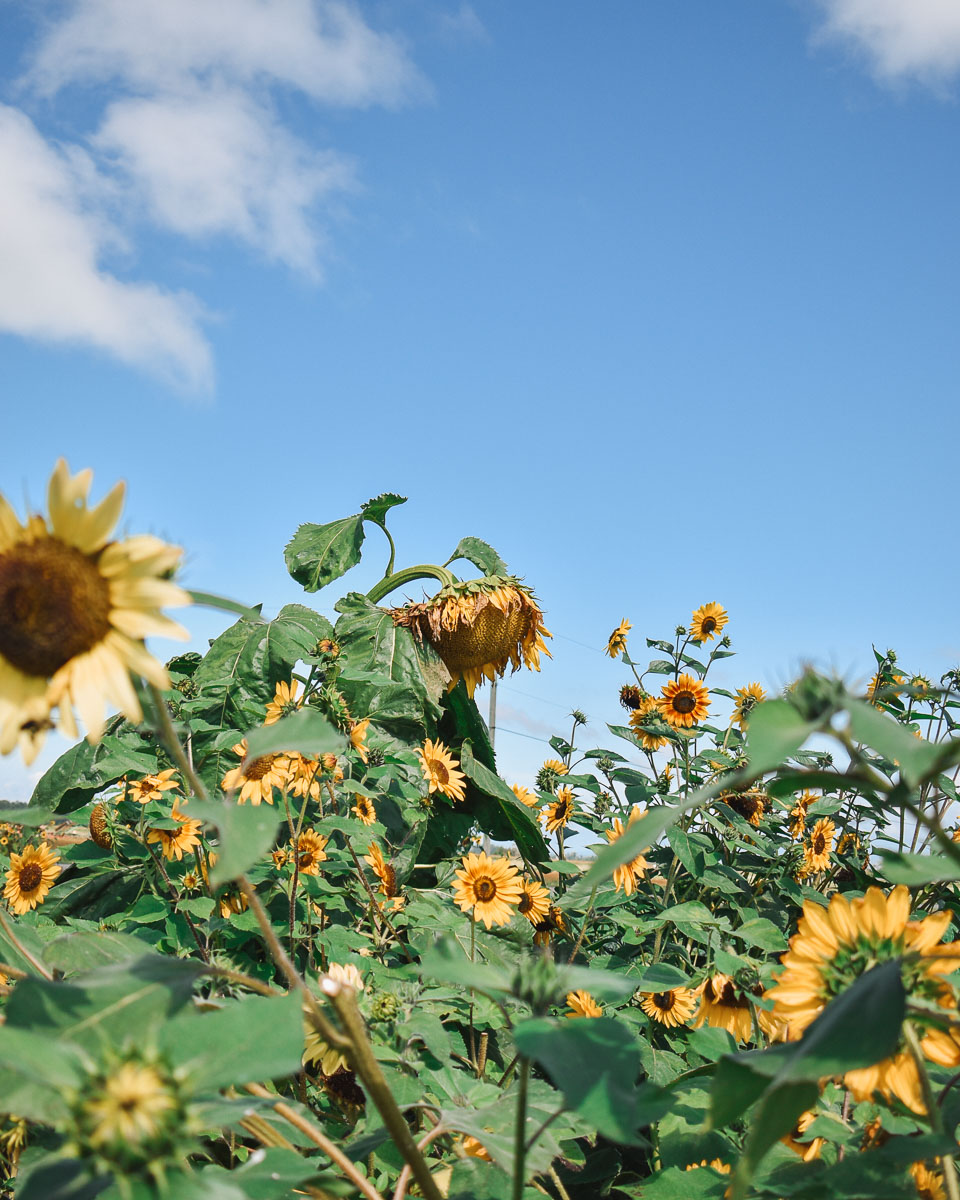 Sunflower fields at Emma Lea Farms in Ladner BC